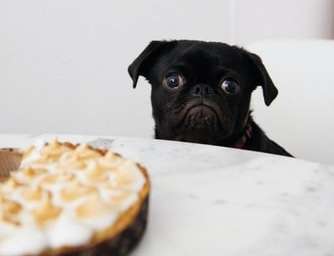 Check your Feelings - Are you hungry or have an appetite?